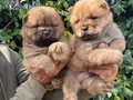 Chow chow bebekler 