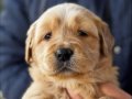 Baby face golden retriever 
