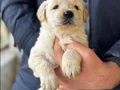 Baby face golden retriever 