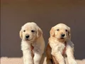 Baby face golden retriever 