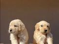 Baby face golden retriever 