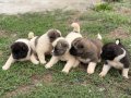 Amerikan akita yavrular 