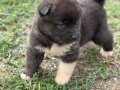 Amerikan akita yavrular 
