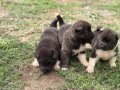 Amerikan akita yavrular 
