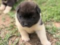 Amerikan akita yavrular 