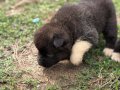 Amerikan akita yavrular 