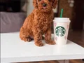 Muhteşem poodle yavrular 
