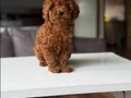 Muhteşem poodle yavrular 