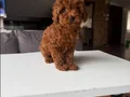 Muhteşem poodle yavrular 