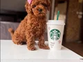 Muhteşem poodle yavrular 