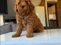 Muhteşem poodle yavrular 
