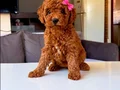 Muhteşem poodle yavrular 