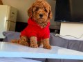 Muhteşem poodle yavrular 