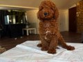 Muhteşem poodle yavrular 