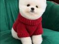 Ayı surat boo bebişler