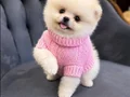 Ayı surat boo bebişler
