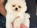Ayı surat boo bebişler