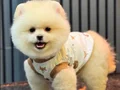 Ayı surat boo bebişler