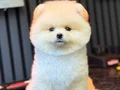 Ayı surat boo bebişler