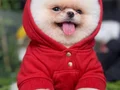 Ayı surat boo bebişler
