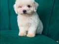 Maltese terier teacup bebekler 