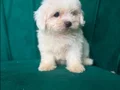Maltese terier teacup bebekler 