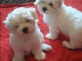 Maltese terier teacup bebekler 