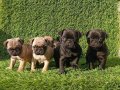 Pug mobs bebekler 