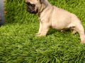 Pug mobs bebekler 