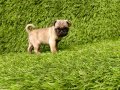Pug mobs bebekler 