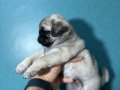 Pug mobs bebekler 