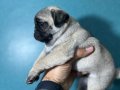 Pug mobs bebekler 