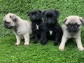 Pug mobs bebekler 