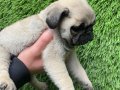 Pug mobs bebekler 