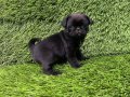 Pug mobs bebekler 