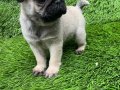 Pug mobs bebekler 