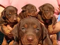 Üst düzey Doberman yavrular 