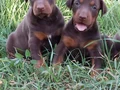 Üst düzey Doberman yavrular 