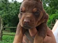 Üst düzey Doberman yavrular 