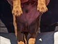Üst düzey Doberman yavrular 