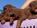 Üst düzey Doberman yavrular 