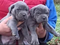Dev Cane corso yavrular 