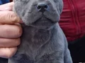 Dev Cane corso yavrular 