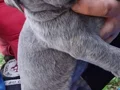 Dev Cane corso yavrular 