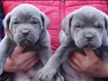 Dev Cane corso yavrular 