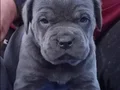 Dev Cane corso yavrular 