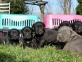 Dev Cane corso yavrular 
