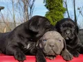 Dev Cane corso yavrular 