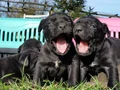 Dev Cane corso yavrular 