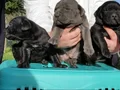 Dev Cane corso yavrular 